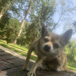 Kiwi profile