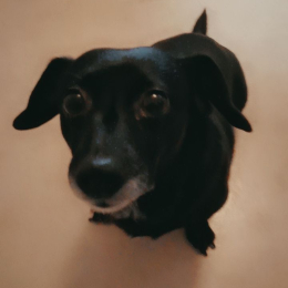 Daisie profile