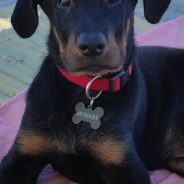 Doggo profile