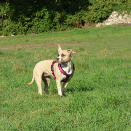 Nalla profile