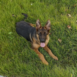Shadow profile