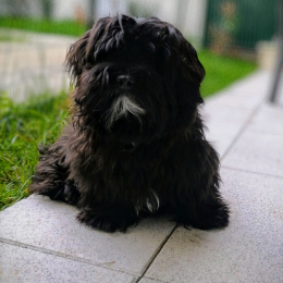Ziggy profile