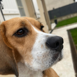 Roxa profile