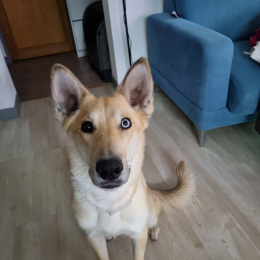 Tika profile